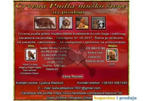 Crvena pudla muško štene na prodaju - 1/7