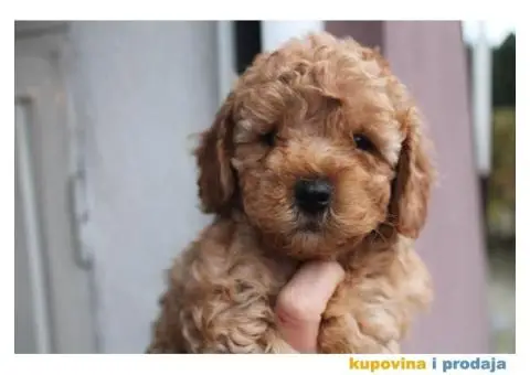 Crvena pudla muško štene na prodaju - 2/7