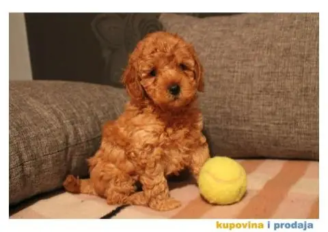 Crvena pudla muško štene na prodaju - 3/7