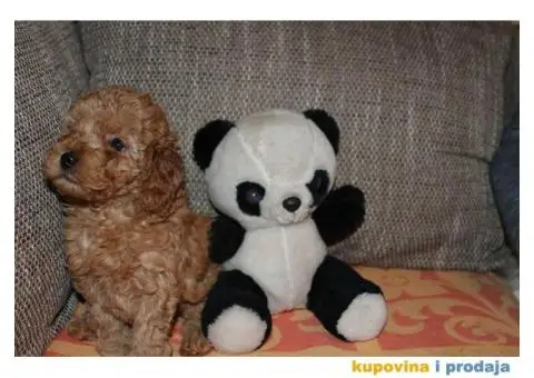 Crvena pudla muško štene na prodaju - 4/7