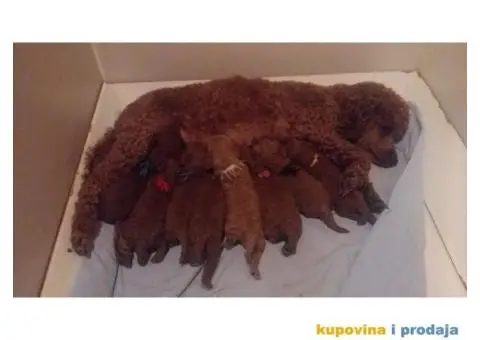 Crvena pudla muško štene na prodaju - 5/7