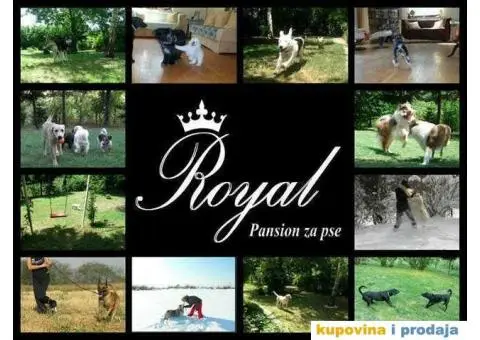 Pansion ROYAL za kucne ljubimce - Beograd - 1/5