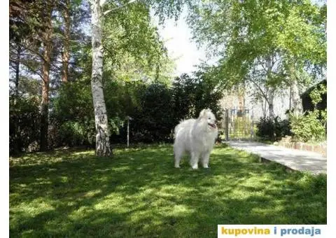 Pansion ROYAL za kucne ljubimce - Beograd - 2/5