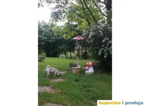 Pansion ROYAL za kucne ljubimce - Beograd - 5/5