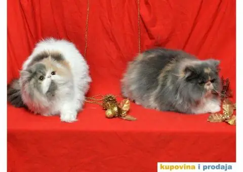 HAPPY EIGHT PERSIANS - 1/6