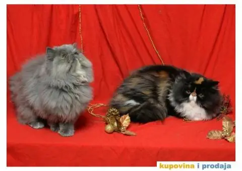 HAPPY EIGHT PERSIANS - 2/6