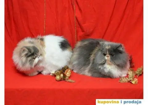 HAPPY EIGHT PERSIANS - 3/6