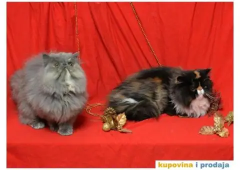 HAPPY EIGHT PERSIANS - 4/6