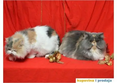 HAPPY EIGHT PERSIANS - 5/6