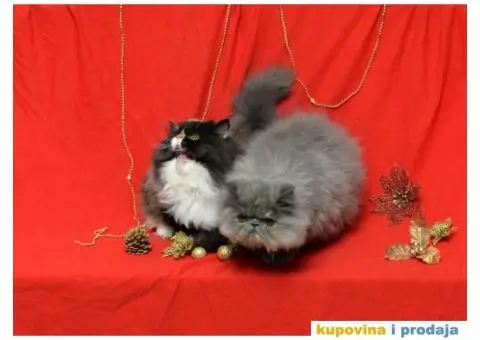 HAPPY EIGHT PERSIANS - 6/6