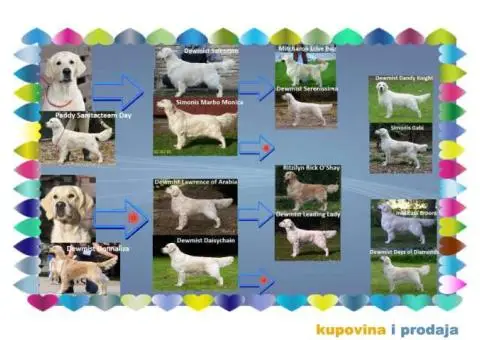 Muzjak ZLATNOG RETRIVERA - 1/6