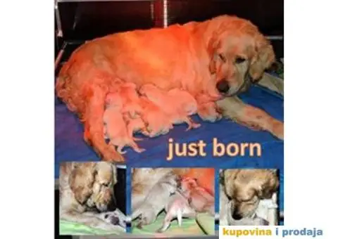 Muzjak ZLATNOG RETRIVERA - 2/6