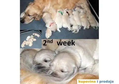 Muzjak ZLATNOG RETRIVERA - 3/6