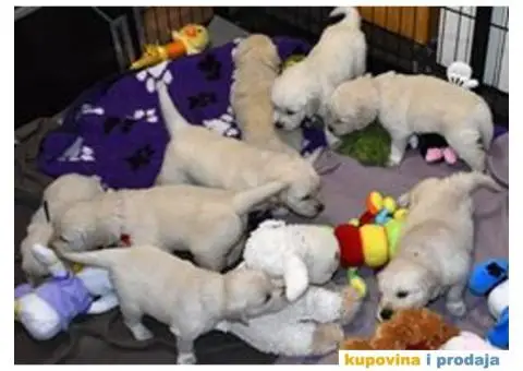 Muzjak ZLATNOG RETRIVERA - 4/6