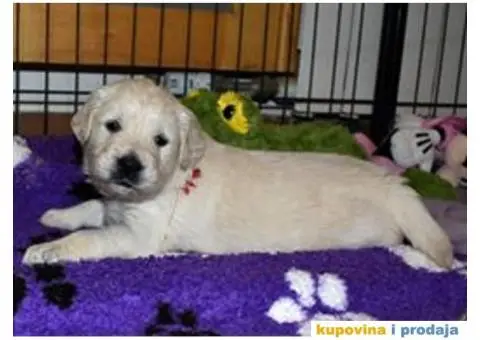 Muzjak ZLATNOG RETRIVERA - 5/6