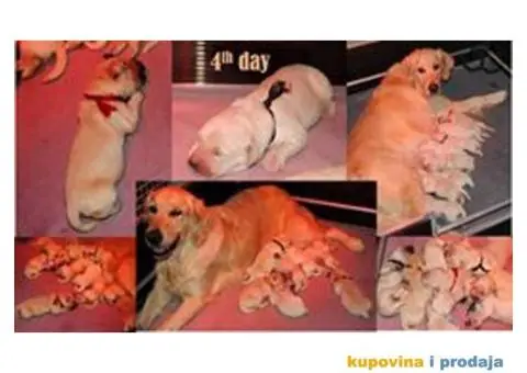 Muzjak ZLATNOG RETRIVERA - 6/6