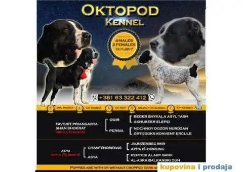 SREDNJEAZIJSKI OVCAR stenci vrhunskog porekla - 1/10