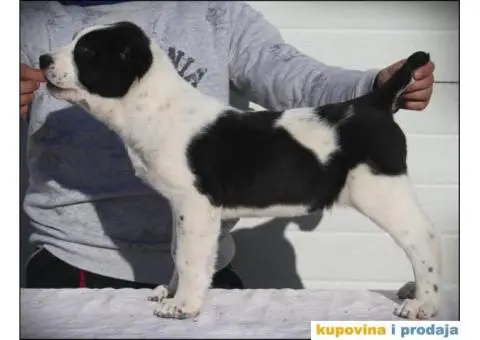 SREDNJEAZIJSKI OVCAR stenci vrhunskog porekla - 2/10