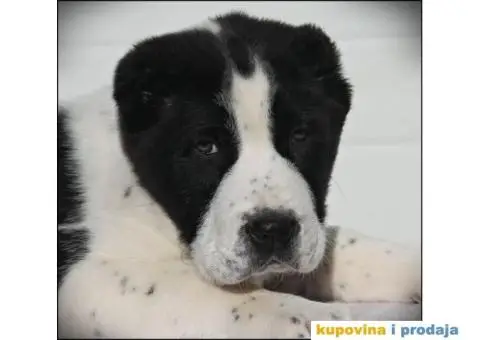 SREDNJEAZIJSKI OVCAR stenci vrhunskog porekla - 3/10