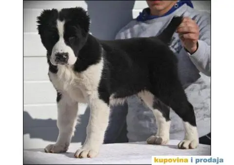 SREDNJEAZIJSKI OVCAR stenci vrhunskog porekla - 4/10