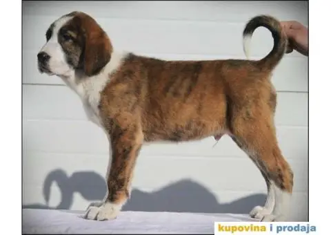 SREDNJEAZIJSKI OVCAR stenci vrhunskog porekla - 5/10