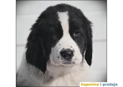 SREDNJEAZIJSKI OVCAR stenci vrhunskog porekla - 6/10