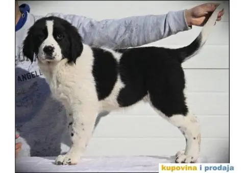 SREDNJEAZIJSKI OVCAR stenci vrhunskog porekla - 7/10