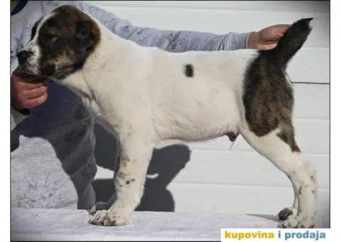 SREDNJEAZIJSKI OVCAR stenci vrhunskog porekla - 8/10