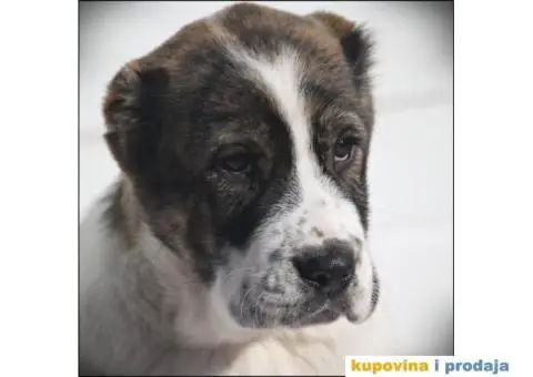 SREDNJEAZIJSKI OVCAR stenci vrhunskog porekla - 9/10