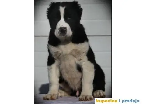 SREDNJEAZIJSKI OVCAR stenci vrhunskog porekla - 10/10