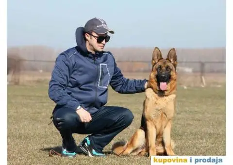 Prodajem zenku NEMACKOG OVCARA