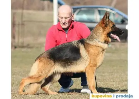Prodajem zenku NEMACKOG OVCARA - 2/2