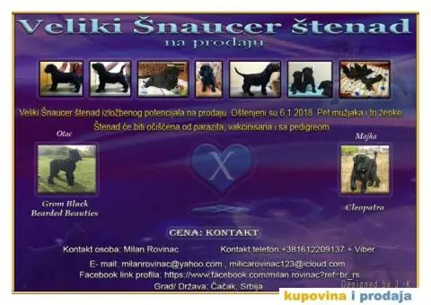 Veliki Šnaucer štenad na prodaju - 1/10