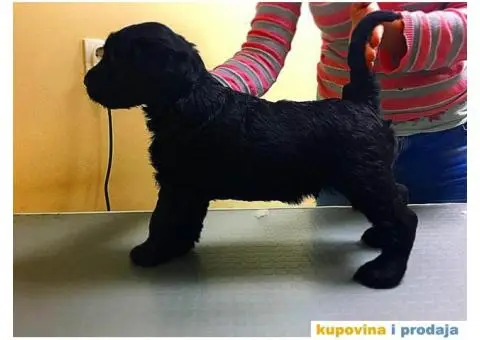 Veliki Šnaucer štenad na prodaju - 2/10