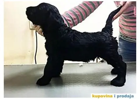 Veliki Šnaucer štenad na prodaju - 3/10