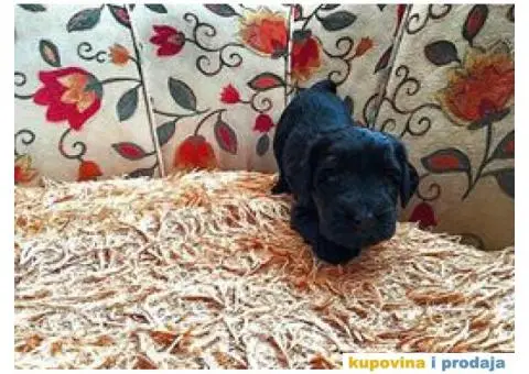 Veliki Šnaucer štenad na prodaju - 4/10