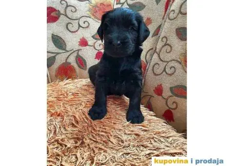 Veliki Šnaucer štenad na prodaju - 5/10