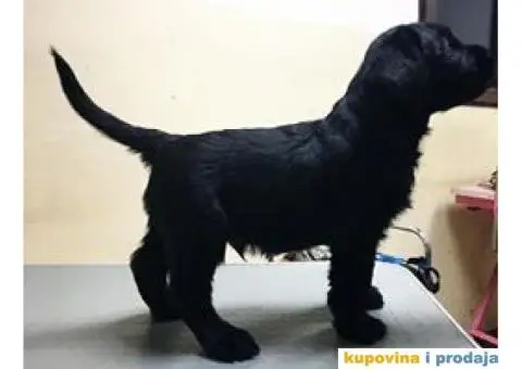 Veliki Šnaucer štenad na prodaju - 6/10