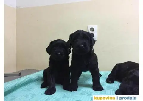 Veliki Šnaucer štenad na prodaju - 7/10