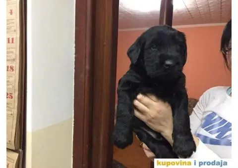 Veliki Šnaucer štenad na prodaju - 8/10