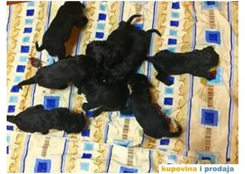 Veliki Šnaucer štenad na prodaju - 9/10