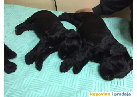 Veliki Šnaucer štenad na prodaju - 10/10