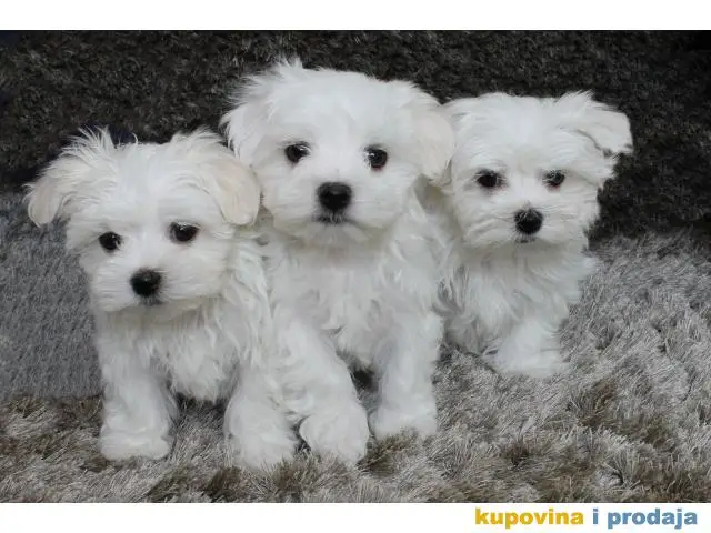 Snežno beli štenci maltezera - 1