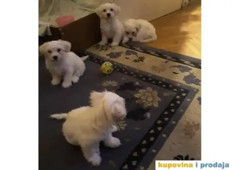 MALTEZER - cistokrvni stenci - 1/10