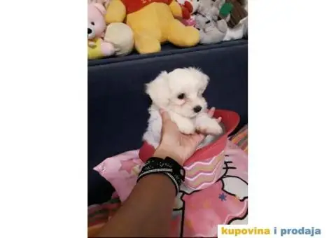 MALTEZER - cistokrvni stenci - 2/10