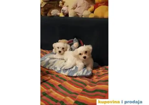 MALTEZER - cistokrvni stenci - 4/10