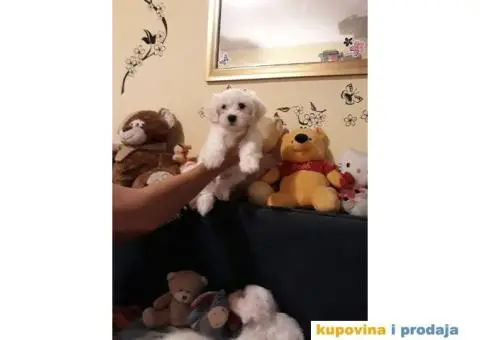 MALTEZER - cistokrvni stenci - 5/10