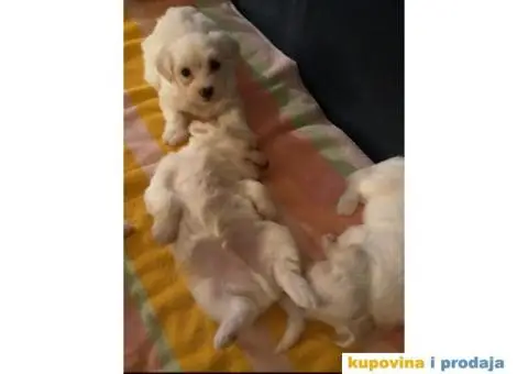 MALTEZER - cistokrvni stenci - 7/10