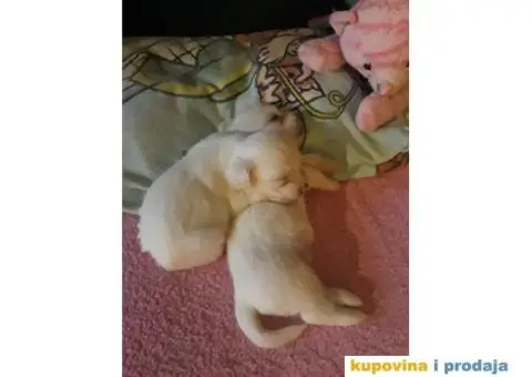 MALTEZER - cistokrvni stenci - 8/10