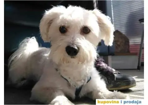 MALTEZER - cistokrvni stenci - 9/10